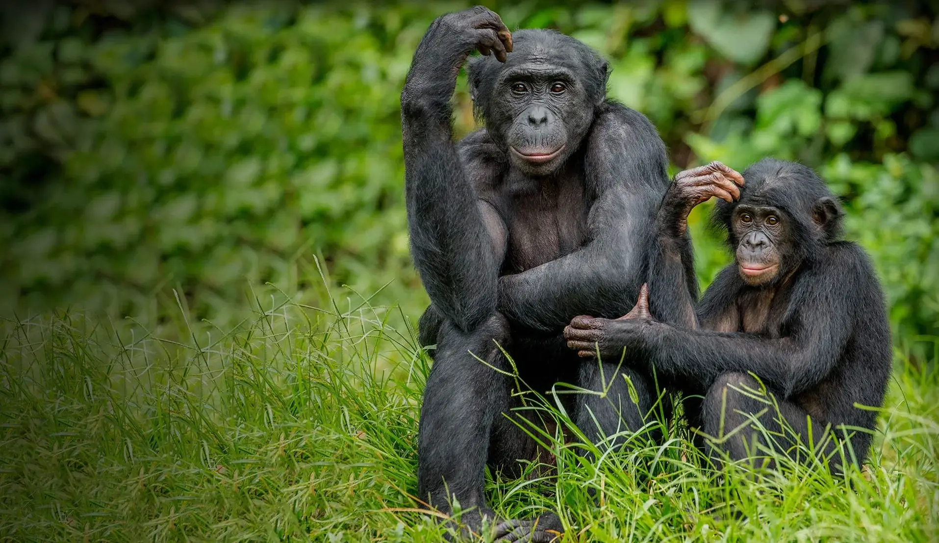 Lola ya Bonobo, sanctuaire des bonobos à Kinshasa, RDC