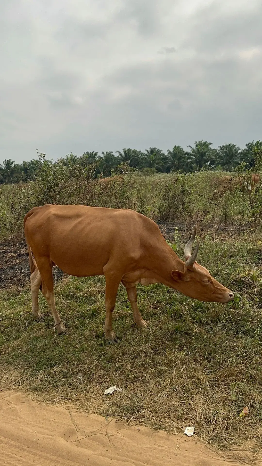 Mbuela Lodge, hébergement en pleine nature près de Kinshasa — photo 14