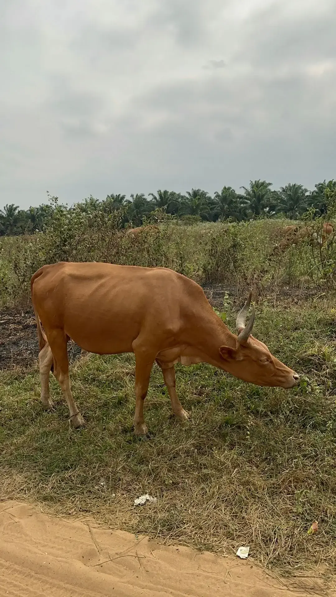 Mbuela Lodge, hébergement en pleine nature près de Kinshasa — photo 6