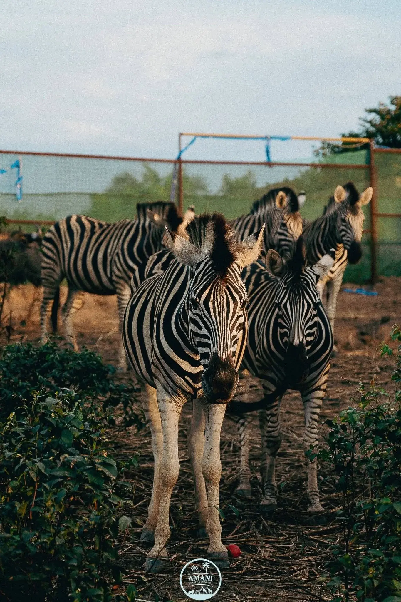 Safari — zèbres à Amani Resort & Eco Park, Mitendi